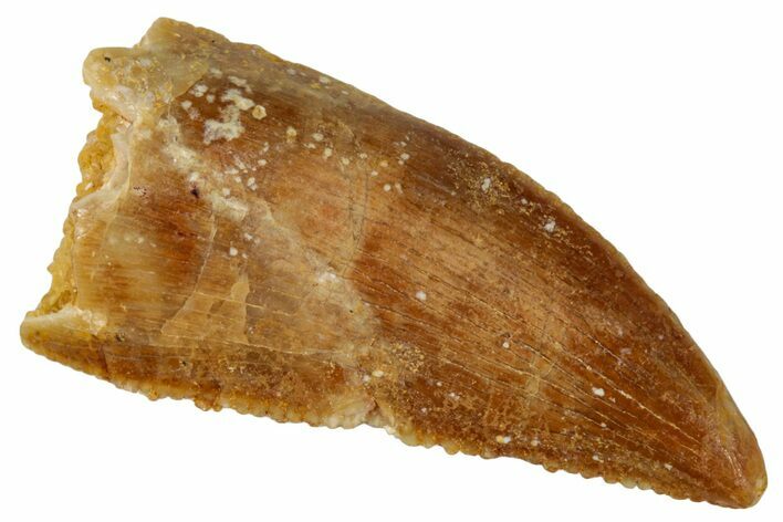 Serrated, Raptor Tooth - Real Dinosaur Tooth #243716